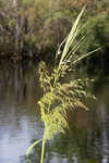 Annual wildrice <BR>Nakedstem dewflower <BR>Nakedstem dewflower <BR>Nakedstem dewflower <BR>Nakedstem dewflower